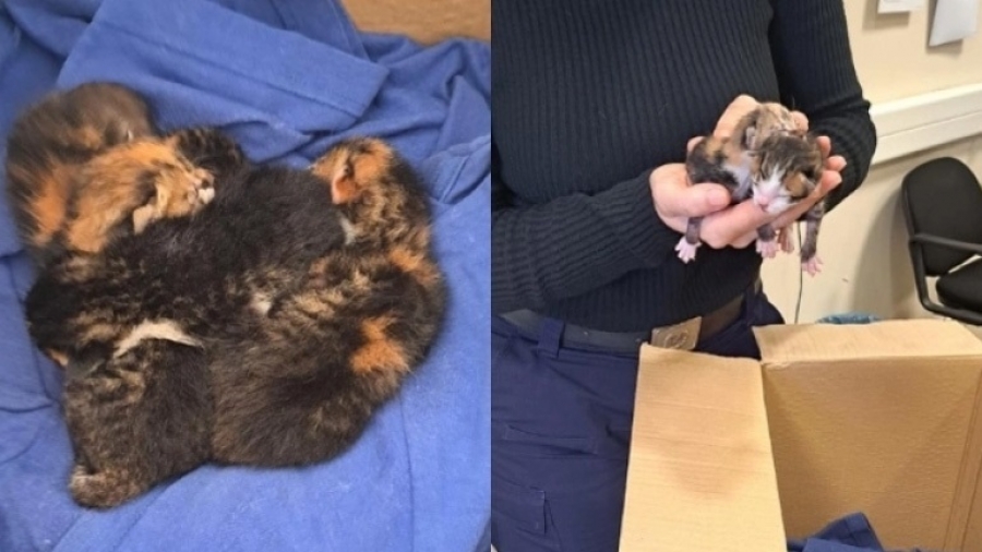 Βόλος: Πρόστιμο 120.000 ευρώ στην γυναίκα που πέταξε γατάκια στα σκουπίδια