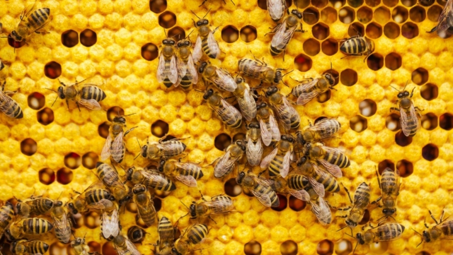 Αόρατοι επιζώντες - Πού κρύβονται τα έντομα τον χειμώνα