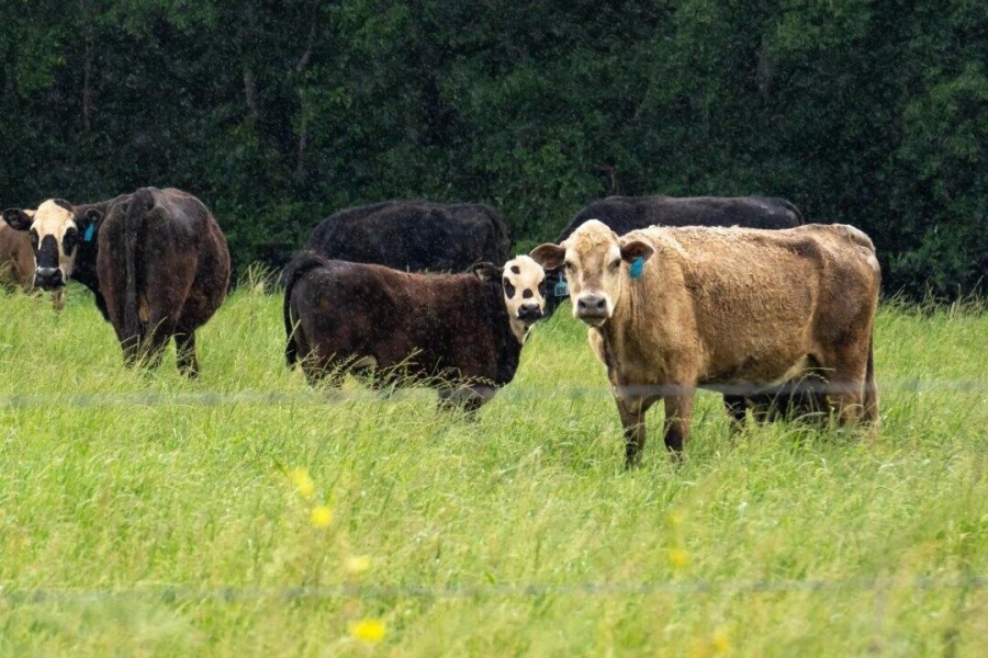 «Χρυσάφι» το μοσχαρίσιο κρέας σε όλο τον κόσμο – Τι κρύβεται πίσω από την εκρηκτική άνοδο