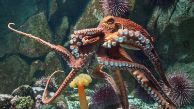 Νέα επιστημονική θεωρία ανατρέπει τα δεδομένα - Τα χταπόδια έχουν εξωγήινη προέλευση