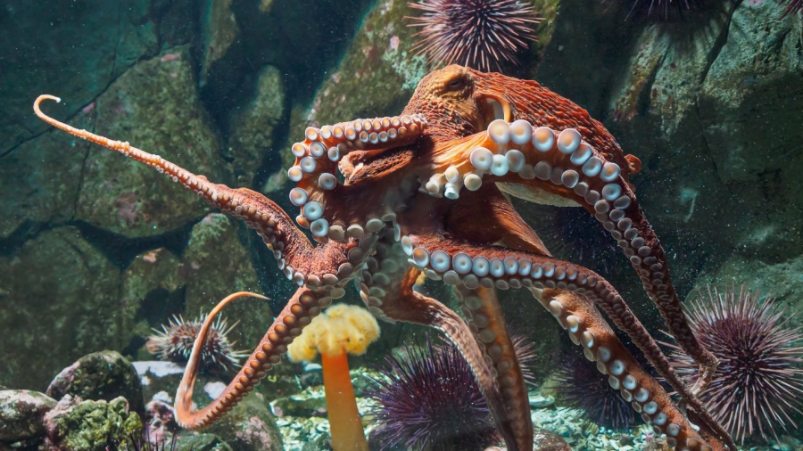 Νέα επιστημονική θεωρία ανατρέπει τα δεδομένα - Τα χταπόδια έχουν εξωγήινη προέλευση