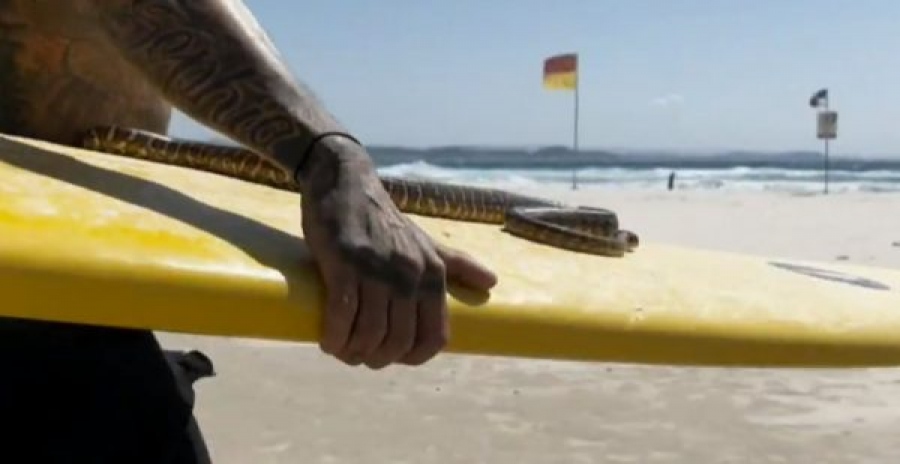 Του επέβαλαν πρόστιμο 1.500 δολαρίων γιατί έκανε surf με τον... πύθωνά του (Βίντεο)