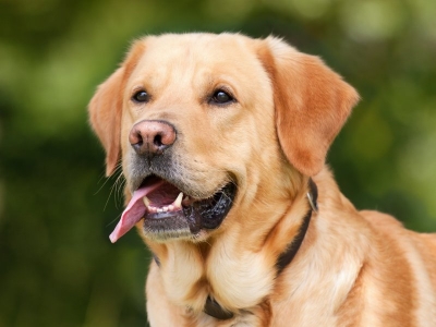Ταϊλάνδη: Σκύλοι εκπαιδεύτηκαν, μυρίζουν τον ανθρώπινο ιδρώτα και εντοπίζουν τον κορωνοϊό ακόμα και σε ασυμπτωματικούς