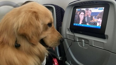 H Aegean Airlines στους 5 top αερομεταφορείς της Ευρώπης για κατοικίδια