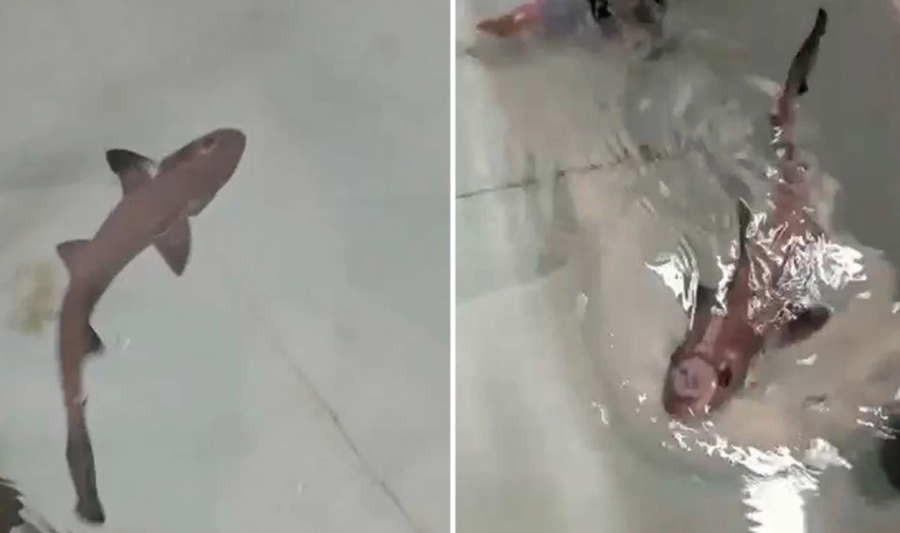 Ιταλία: Καρχαρίας γεννήθηκε από παρθενογένεση σε ενυδρείο μόνο με θηλυκούς καρχαρίες!