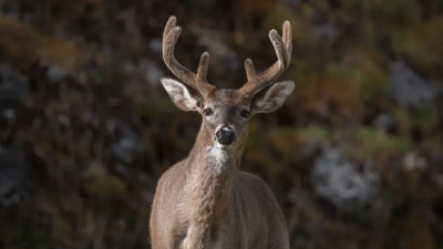 Συναγερμός στις ΗΠΑ: Φόβοι για νέα μετάλλαξη της Omicron που προέρχεται από τα ελάφια - Είναι ευάλωτα σε επαναμολύνσεις