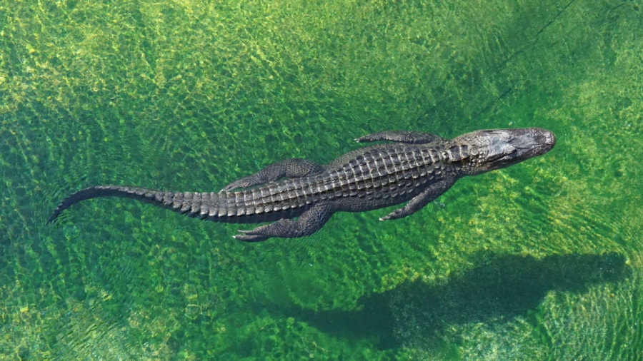 Παράνομοι μετανάστες: Η Ινδία εξετάζει το ενδεχόμενο χρήσης... κροκοδείλων και φιδιών σε βάλτους κοντά στο Μπαγκλαντές