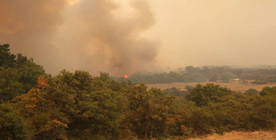 Υπό μερικό έλεγχο η πυρκαγιά σε δασική έκταση στις Φέρες Έβρου