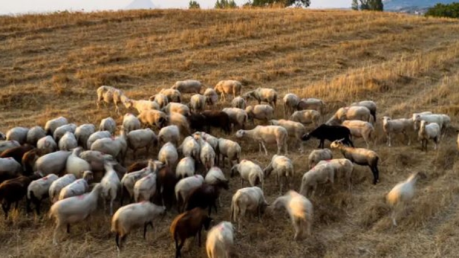 Σε απόγνωση για τον αφθώδη πυρετό στη Λέσβο, αυξάνονται τα κρούματα - Ετοιμάζουν θερμή υποδοχή στον Τσιάρα στις 27/3