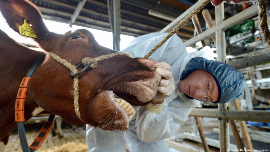 Σε καραντίνα η Κύπρος λόγω αφθώδους πυρετού
