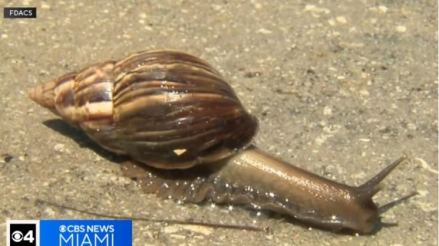 Συναγερμός στις ΗΠΑ από γιγαντιαία αφρικανικά σαλιγκάρια: Τρώνε μέχρι και πινακίδες, κάδους σκουπιδιών  - Σε καραντίνα περιοχές