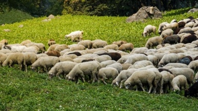 Ευλογιά αιγοπροβάτων: Στην τελική φάση οι διαβουλεύσεις για να εκταμιευθούν 20 εκατ. ευρώ για αποζημιώσεις σε κτηνοτρόφους