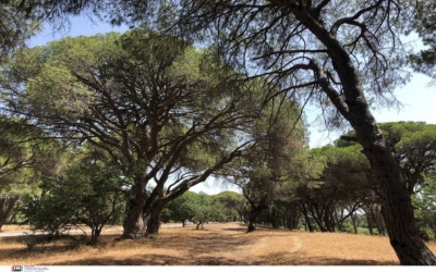 Πολιτική Προστασία: Υψηλός κίνδυνος πυρκαγιάς την Κυριακή 3 Ιουλίου 2022 σε πέντε περιφέρειες