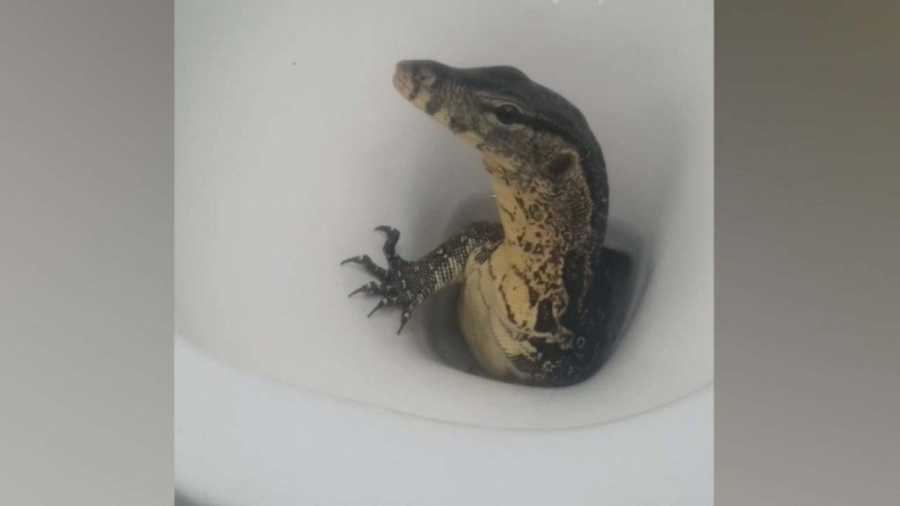 Πανικός για τουρίστες στην Ταϊλάνδη – Εμφανίστηκε τεράστιο ερπετό στην τουαλέτα τους (βίντεο)