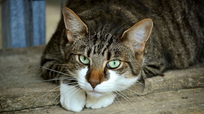 Xανιά: Πρόστιμο 200.000 ευρώ σε 58χρονη - Είχε 77 γάτες και 10 σκύλους σε άθλιες συνθήκες