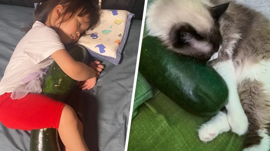 Νέα τάση στην Κίνα - Κοιμούνται αγκαλιά με κολοκύθα για να αντέξουν τον καύσωνα