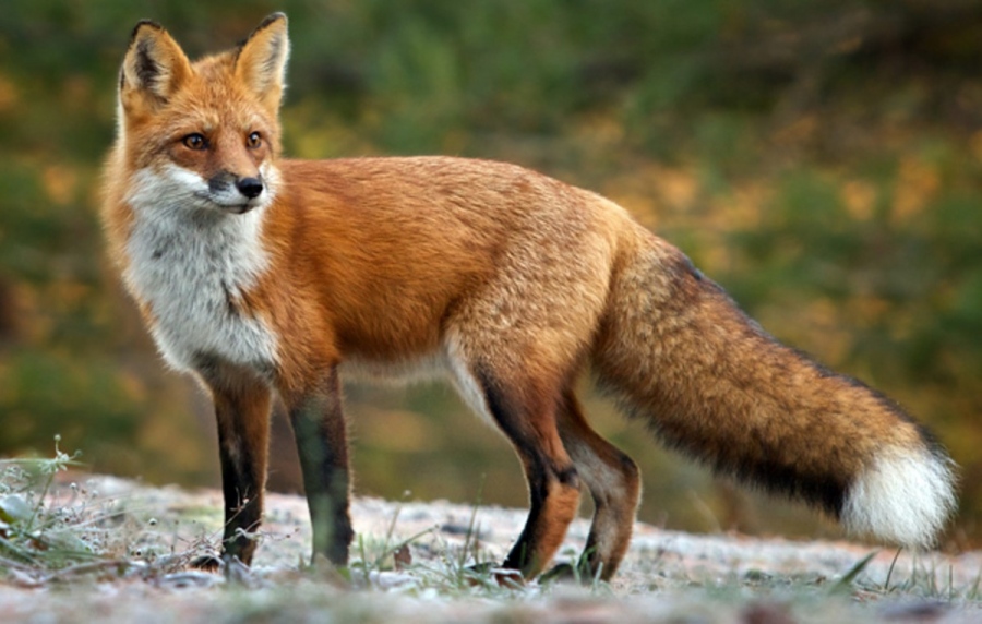 Βρετανία: Αλεπού πήγε σε πλοίο για μια χαλαρή βόλτα... στη Νέα Υόρκη