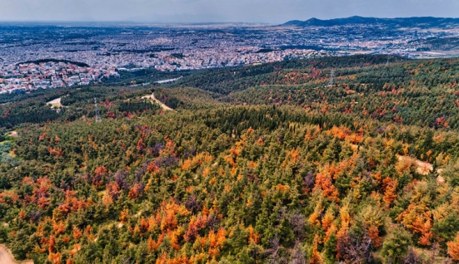 Θεσσαλονίκη: Απαγόρευση κυκλοφορίας στο Σέιχ Σου λόγω κινδύνου πυρκαγιάς την Κυριακή (20/8)