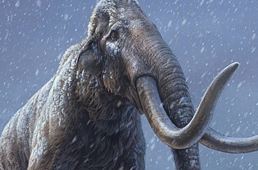 Βρετανία: Εντοπίστηκαν «σχεδόν άθικτα» μαμούθ ηλικίας 220.000 ετών