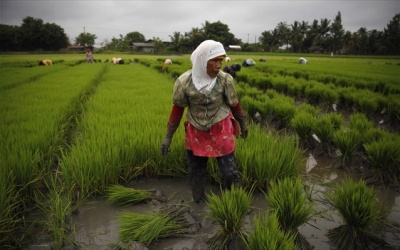 Η παγκόσμια χρήση γης θα μειωνόταν 75% εάν όλοι ήμασταν χορτοφάγοι