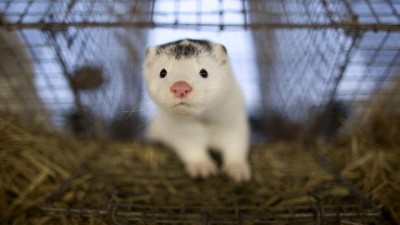 Δανία: Εμβόλιο αποδείχθηκε αποτελεσματικό εναντίον του μεταλλαγμένου στελέχους Cluster 5 σε δοκιμές σε ζώα