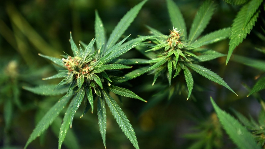 Έφοδος της αστυνομίας στην μεγαλύτερη «φάρμα κάνναβης» της Ευρώπης - Φυτεία αξίας 100 εκατ. ευρώ