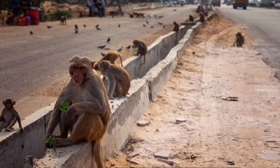 Ινδία: Μαϊμού πέταξε τούβλο και σκότωσε 30χρονο άνδρα