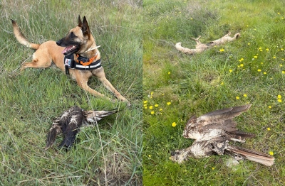 Κτηνωδία στον Έβρο: 47 ζώα εντοπίστηκαν νεκρά από δηλητηριασμένα δολώματα