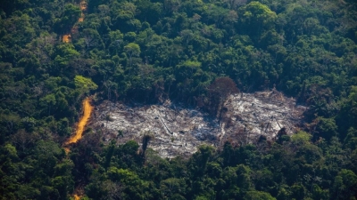 WWF: Χάθηκαν 430 εκατομμύρια στρέμματα δασών σε 13 χρόνια