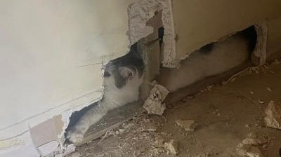 Απίστευτο - Έψαχναν τη γάτα τους για δύο εβδομάδες και ήταν παγιδευμένη μέσα σε τοίχο στο σπίτι