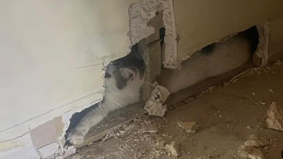 Απίστευτο - Έψαχναν τη γάτα τους για δύο εβδομάδες και ήταν παγιδευμένη μέσα σε τοίχο στο σπίτι