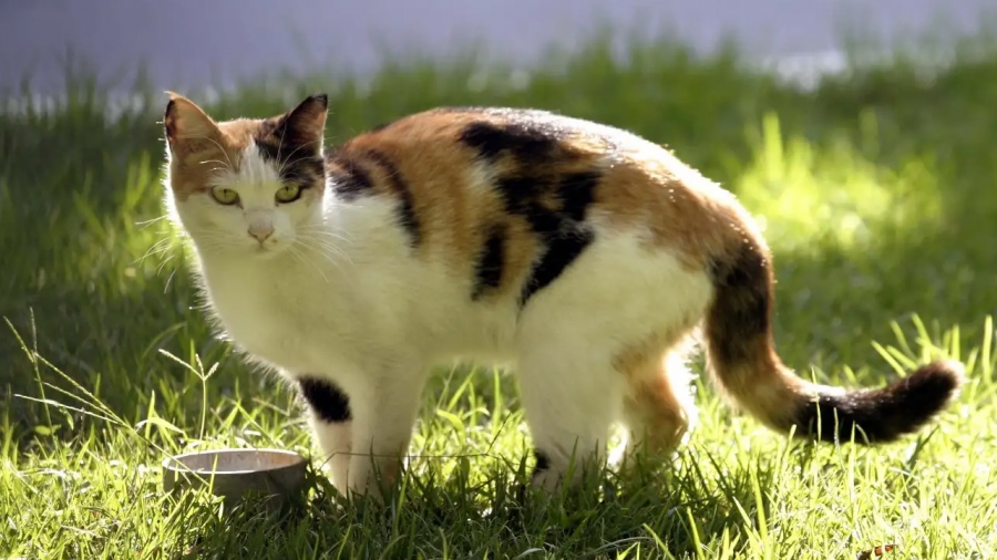 Απίστευτο - Διαρρήκτης στη Νέα Ζηλανδία αποκαλύφθηκε ότι ήταν μια γάτα - Είχε ολόκληρη συλλογή με κλοπιμαία (vid)