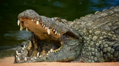 Τρόμος στη Φλόριντα: Αλιγάτορας πήγε βόλτα σε κατάστημα - Τον απομάκρυναν οι σερίφηδες (vid)