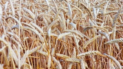 NASA: Στη Ρωσία σοδειά 5,8 εκατ. τόνων σιτηρών από ουκρανικά χωράφια