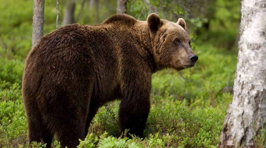 Σλοβακία: Θα θανατωθούν πάνω από 300 αρκούδες - Προσεχώς... μπριζόλες προς πώληση