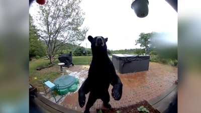 Ευγενική αρκούδα χτυπάει κουδούνι και κοιτάζει εάν κάποιος βρίσκεται στο σπίτι (vid)