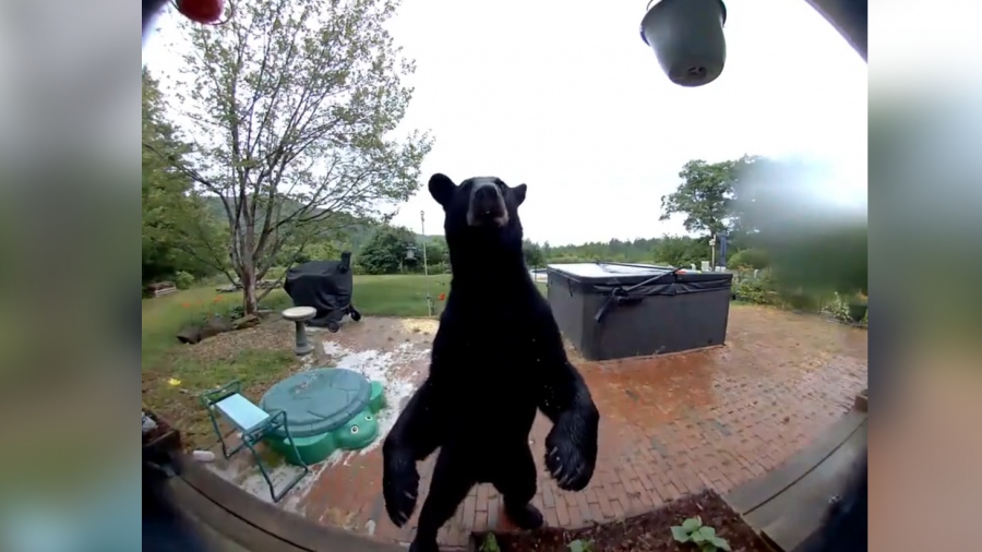 Ευγενική αρκούδα χτυπάει κουδούνι και κοιτάζει εάν κάποιος βρίσκεται στο σπίτι (vid)