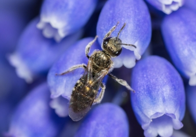 National Geographic: Οι μέλισσες έχουν μειωθεί κατά 25% διεθνώς