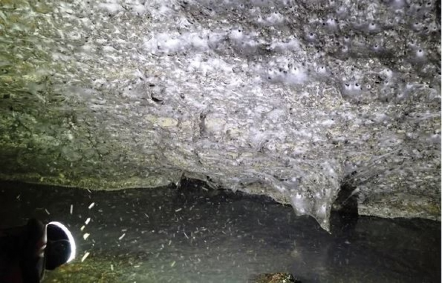 Amazing discovery in Greece - 111,000 spiders wove a gigantic web - Record in the cave of terror