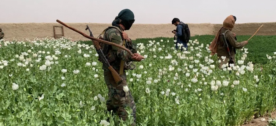 Το Αφγανιστάν σταμάτησε την καλλιέργεια οπίου