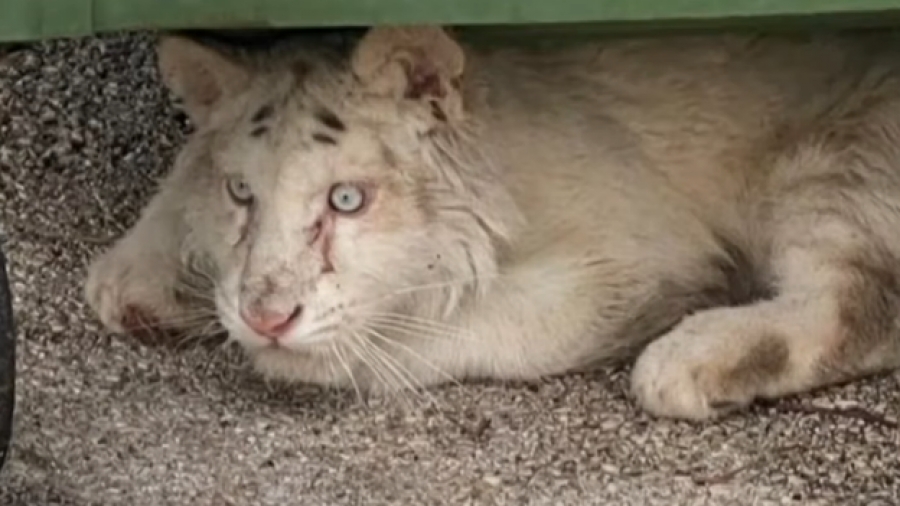 Αττικό Ζωολογικό Πάρκο: «Δυστυχώς δεν θα ζήσει», λέει ο ιδρυτής για το τιγράκι που βρέθηκε στα σκουπίδια