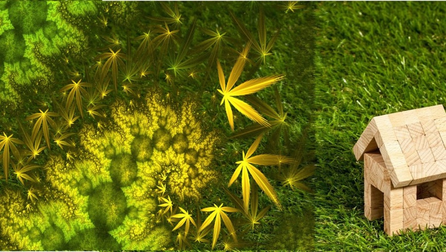 Η ιστορία της κάνναβης - Τι πρέπει να γνωρίζουν οι επενδυτές