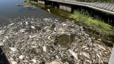 Τι προκάλεσε το θάνατο εκατοντάδων τόνων ψαριών στην Πολωνία- Η έκθεση που αποκάλυψε την τοξική άλγη