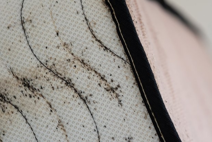 Οι κοριοί έχουν κατακλύσει τη Γαλλία