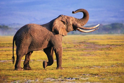 Τι... συμβαίνει; Η Μποτσουάνα απειλεί να στείλει 20.000 ελέφαντες στη Γερμανία
