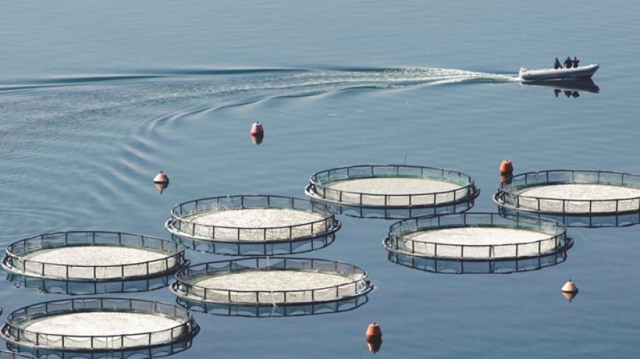 Σοβαρό πρόβλημα ρευστότητας λόγω Covid 19 αντιμετωπίζει ο κλάδος της Ιχθυοκαλλιέργειας