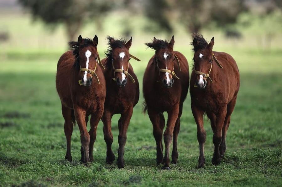Επιβήτορες... Frankenstein σε ιπποδρομίες polo! - Γενετικά τροποιημένα άλογα, διχάζουν αθλητές και λάτρεις