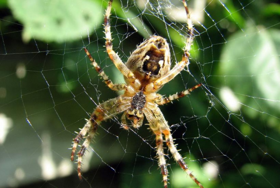 Πώς οι ιστοί αράχνης θα μπορούσαν να αντικαταστήσουν το... οπτικό γυαλί - Μια απροσδόκητη ανατροπή στην Επιστήμη