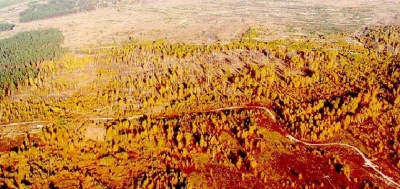 Το παράδοξο του «Κόκκινου Δάσους» στο Chernobyl - Η αδιανόητη έκπληξη της φύσης στην ανθρωπότητα