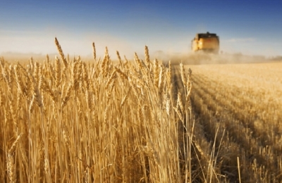Ουκρανία – Επισιτιστική κρίση: Δεν έχει αποκατασταθεί η αλυσίδα εφοδιασμού για το σιτάρι – Θα παραμείνουν στα  ύψη οι τιμές